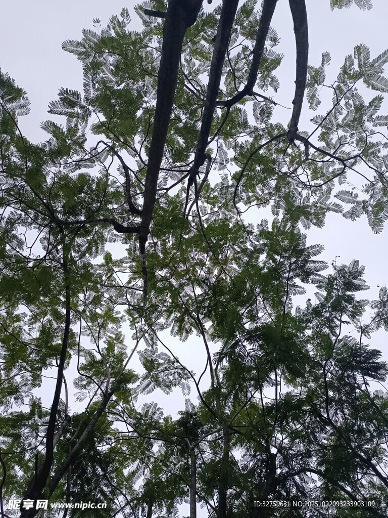 仰视茂密枝叶的树木