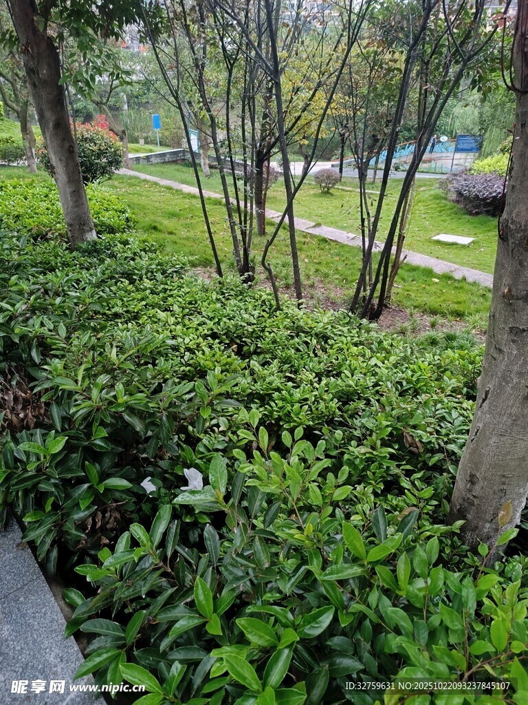 绿意盎然的园林景观