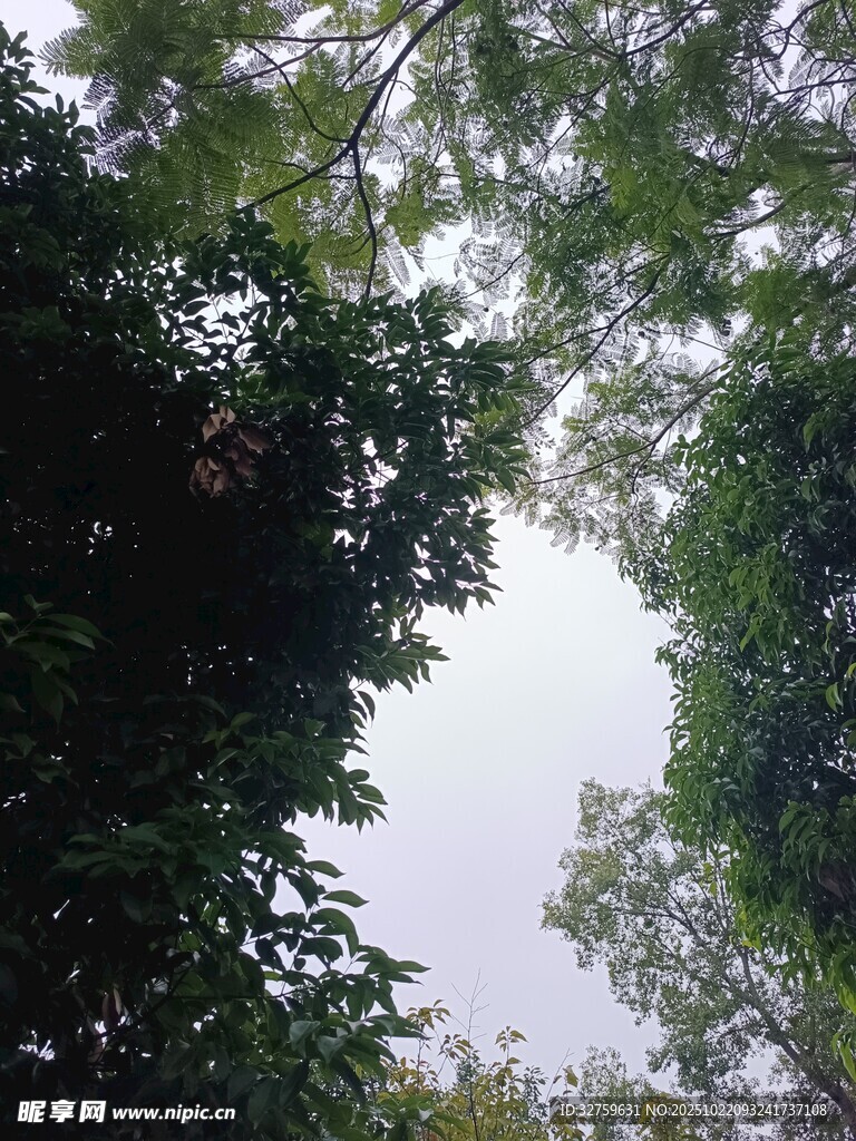 仰视茂密树林树冠