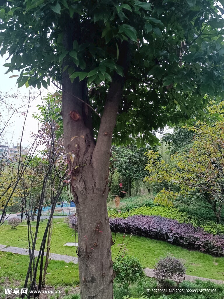 公园中的繁茂大树