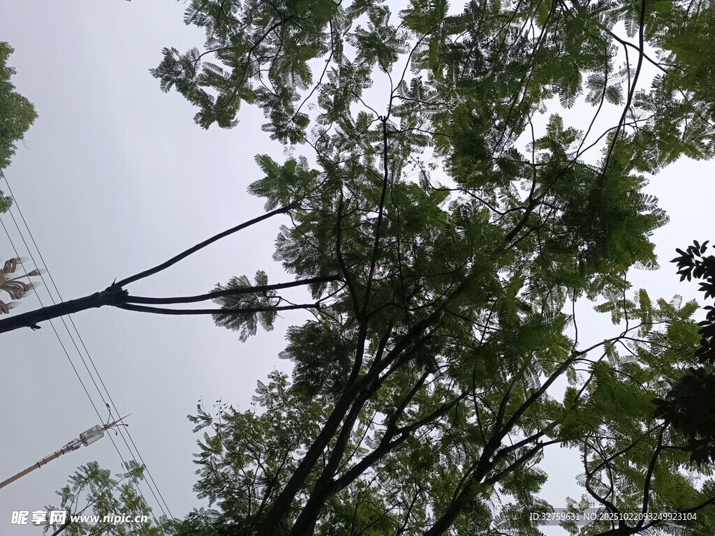 仰视视角下的繁茂绿树