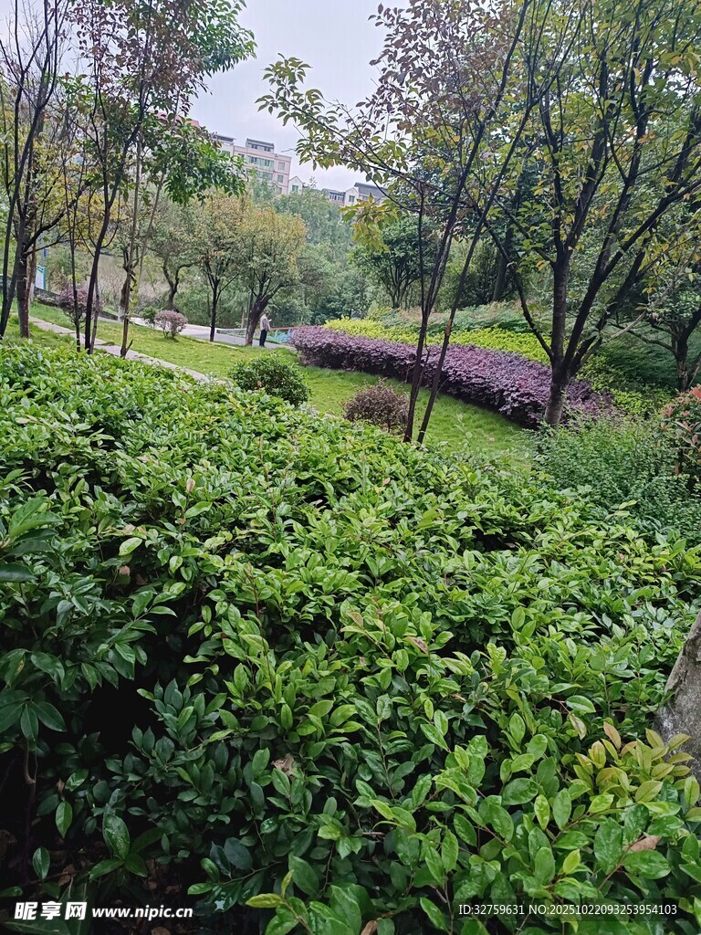 绿意盎然的林间灌木丛
