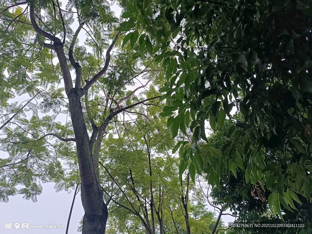 繁茂绿树 