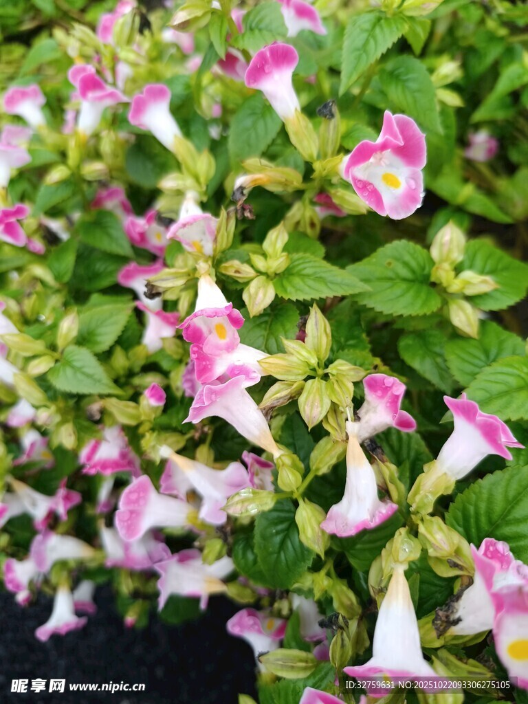 粉色喇叭状花卉特写