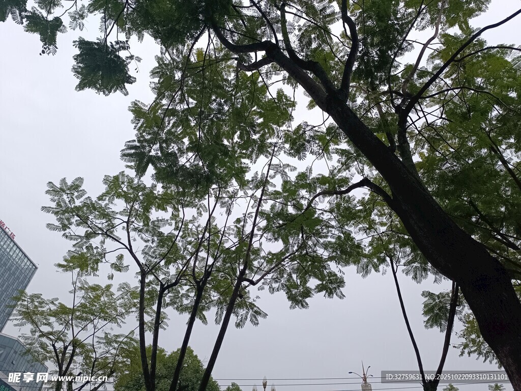 雨中枝叶繁茂的树木