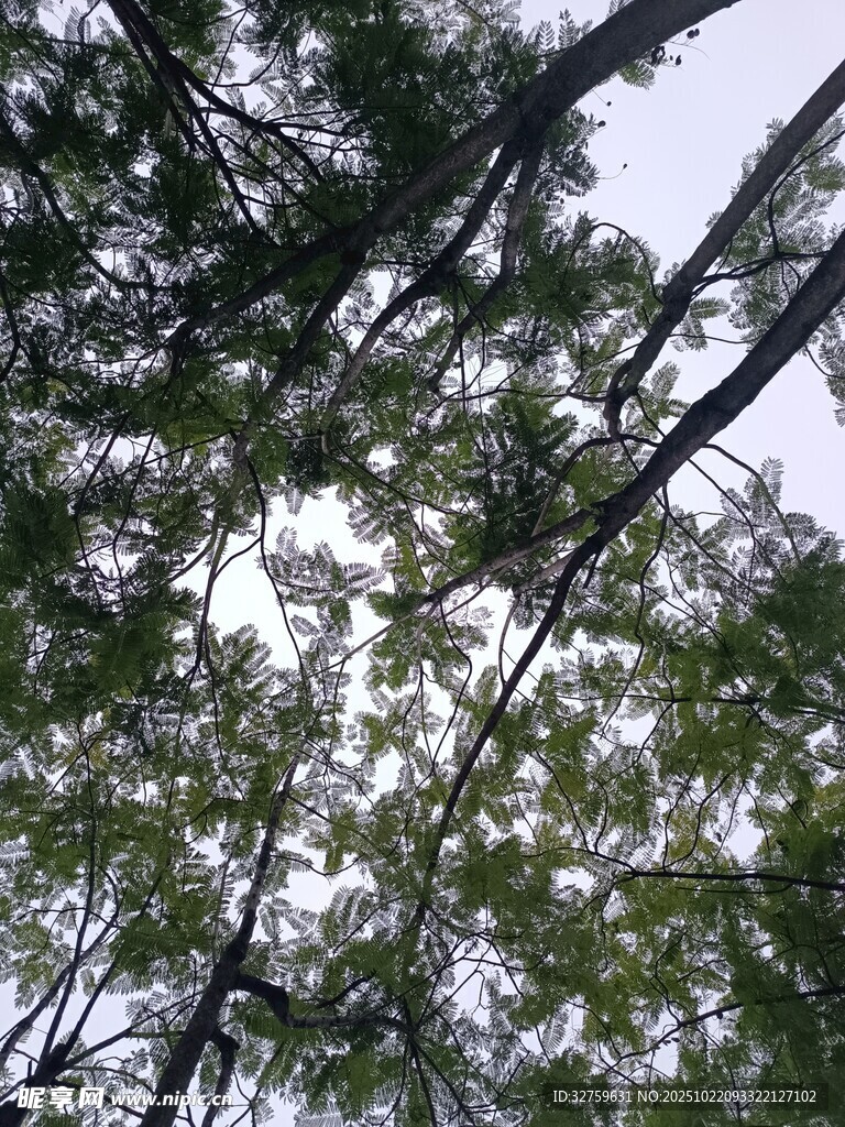 仰视茂密树林枝叶景观