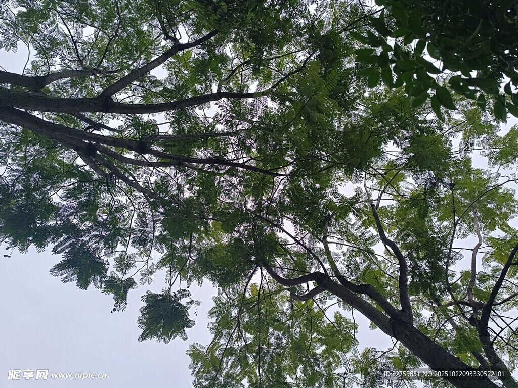 仰视茂密枝叶的树木