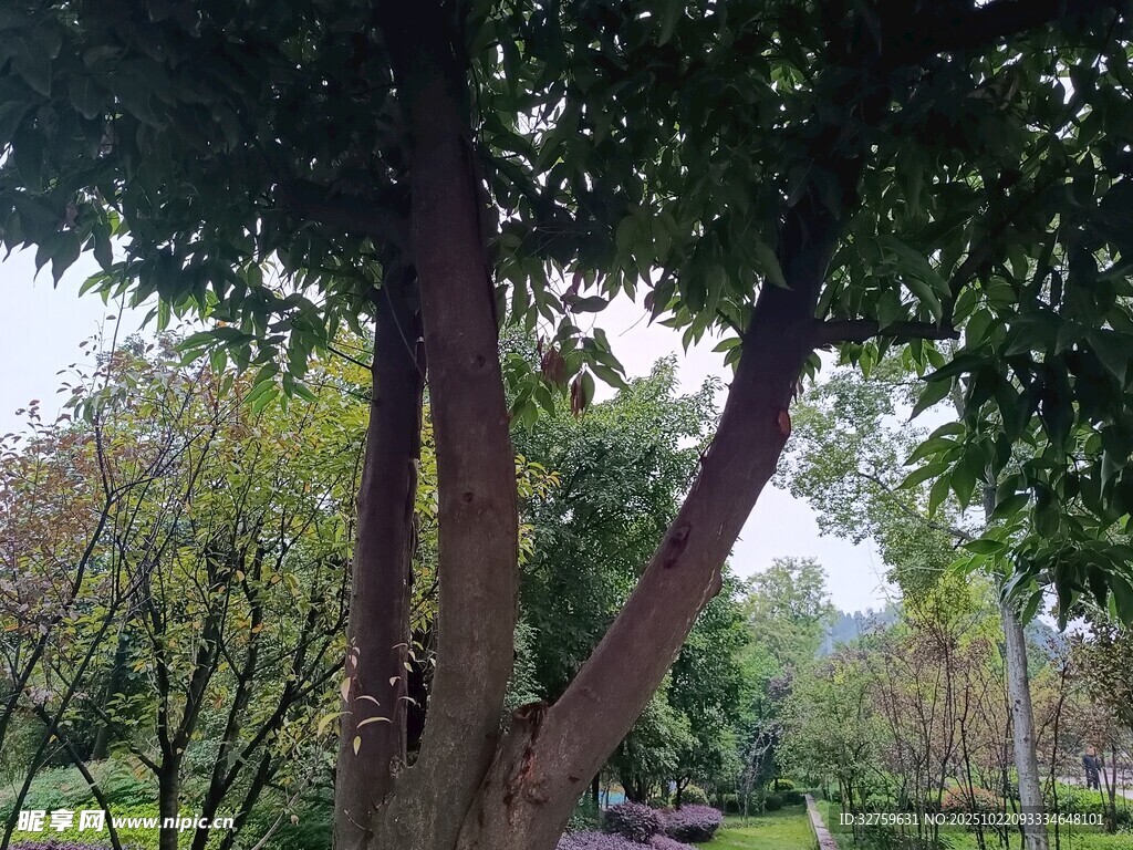 繁茂树林中的粗壮树木