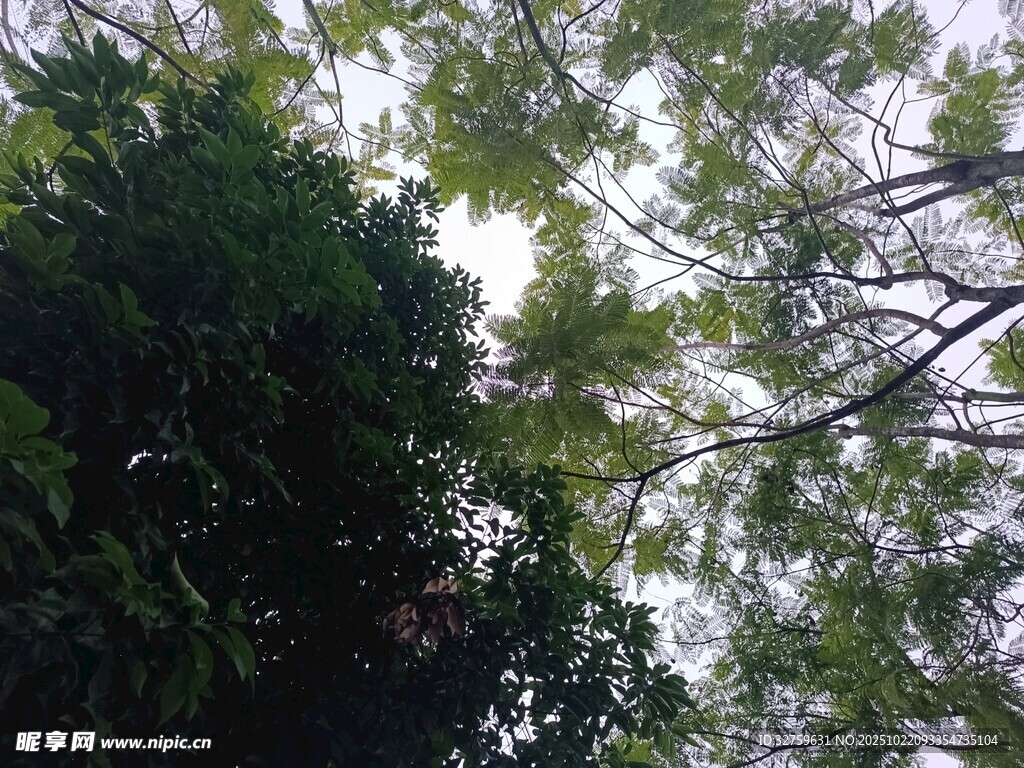 仰视繁茂树冠