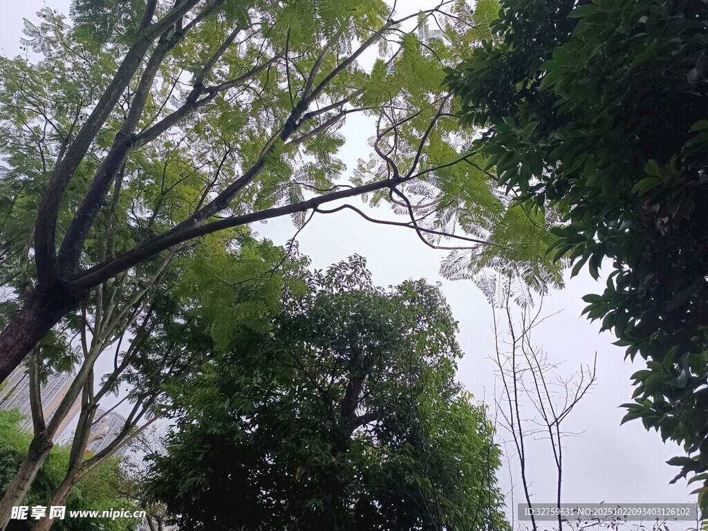 仰视葱郁树林景象