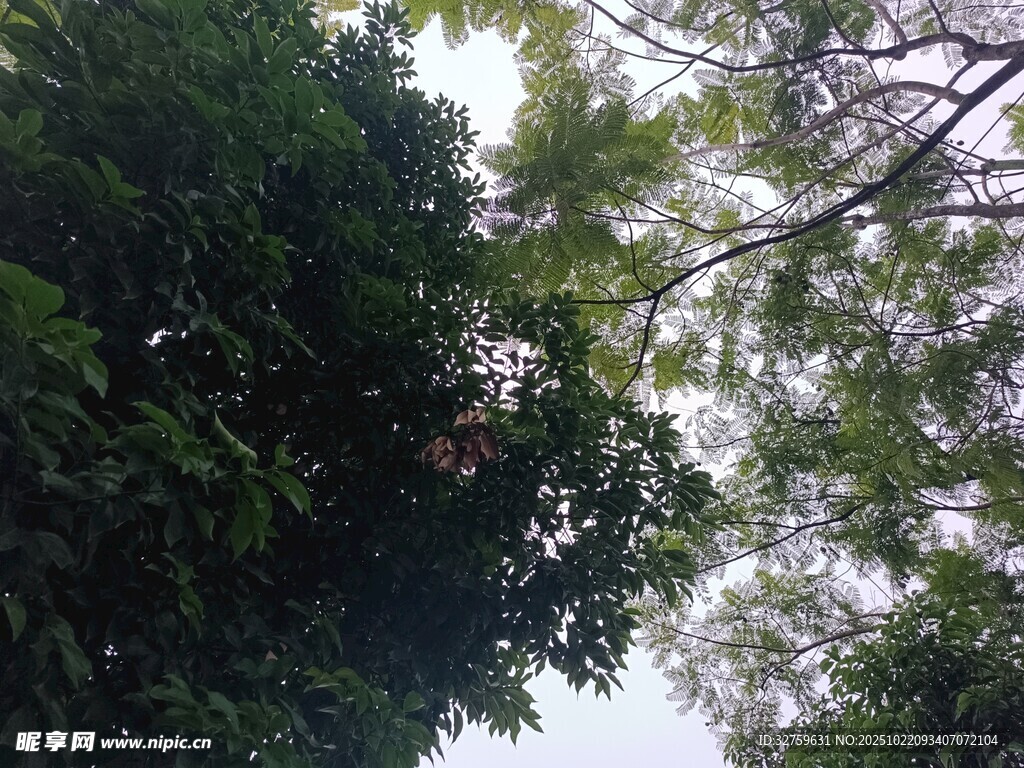 仰视茂密树林树冠