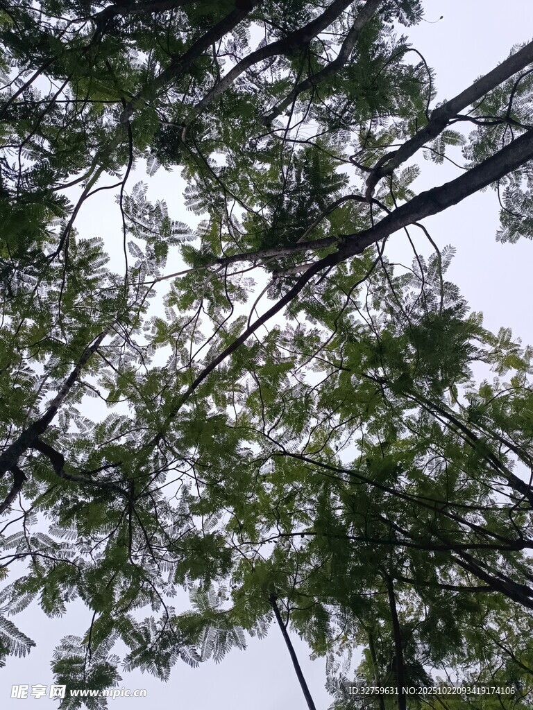 仰视茂密枝叶的树木