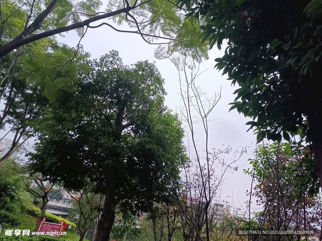 林间绿意盎然的自然景致