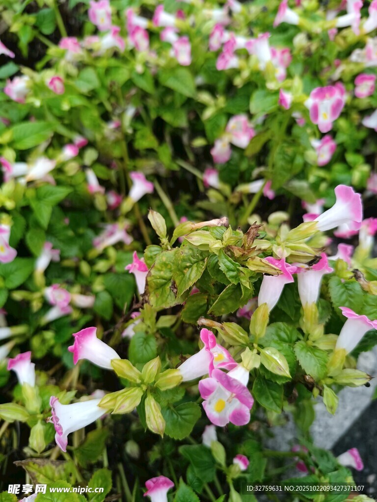 粉色花朵绿植特写