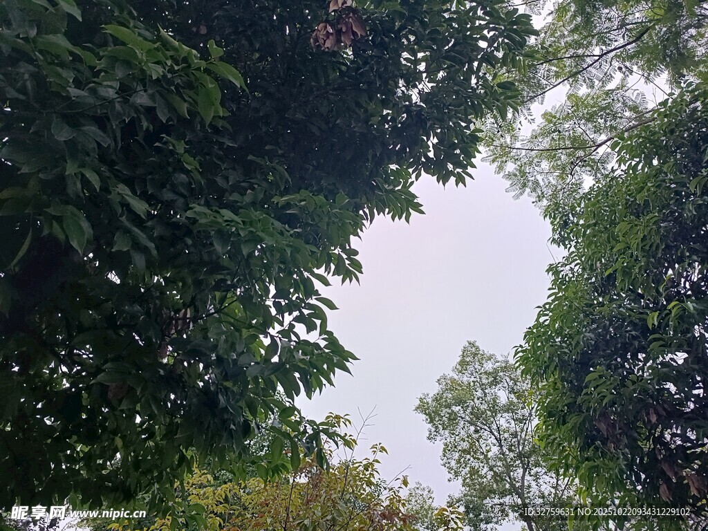 仰视茂密树冠