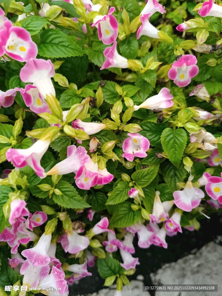 粉色喇叭状花卉绿植