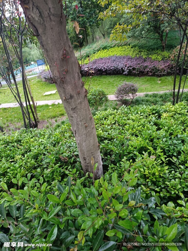 绿意盎然的林间植物景观