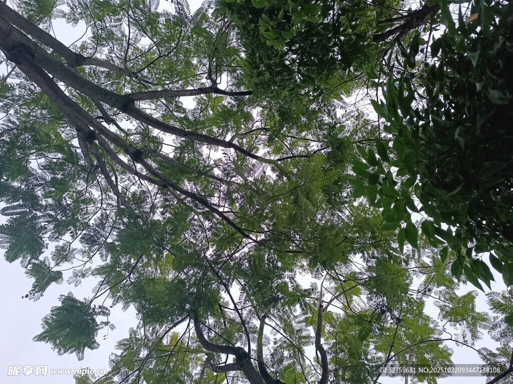 仰视繁茂枝叶