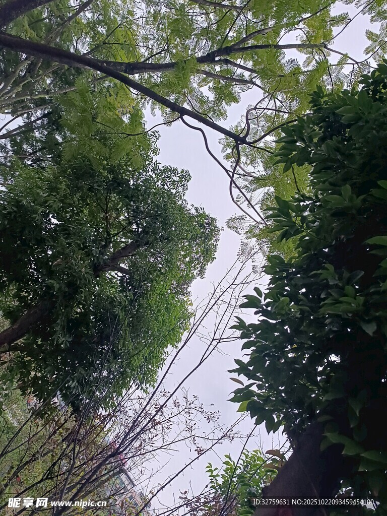 仰视茂密树林绿意盎然