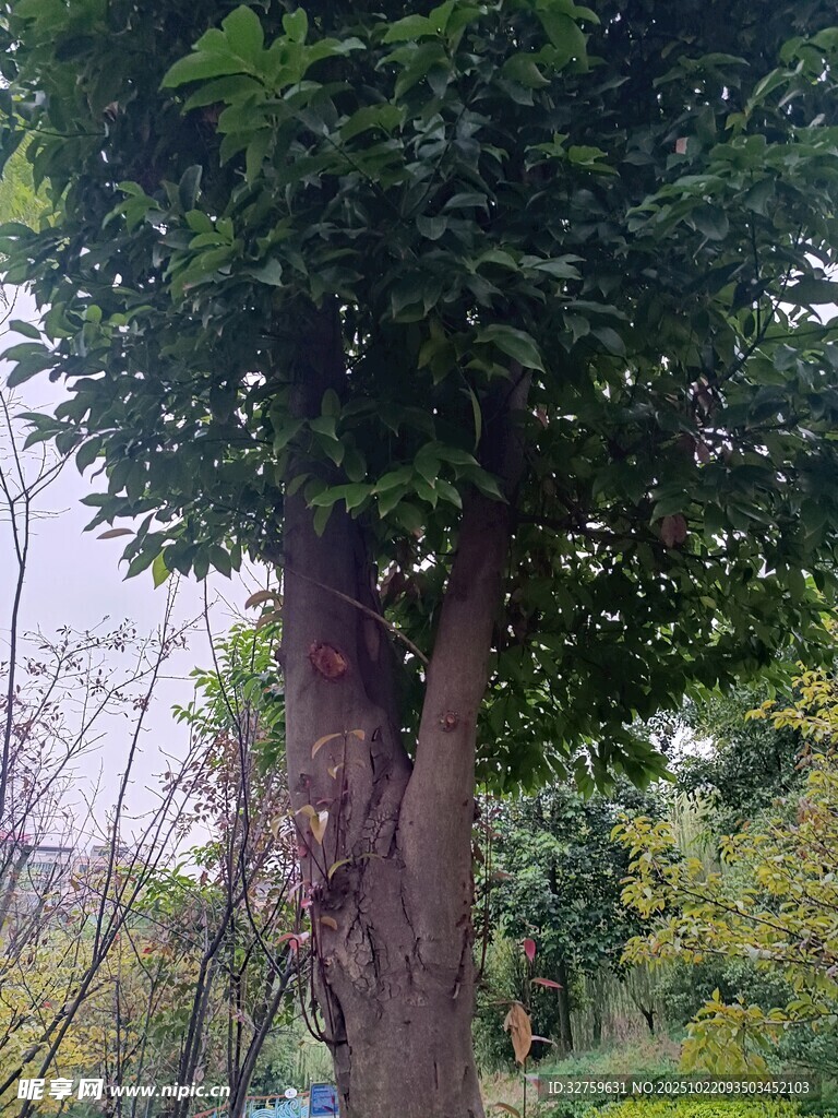 高大繁茂的树木