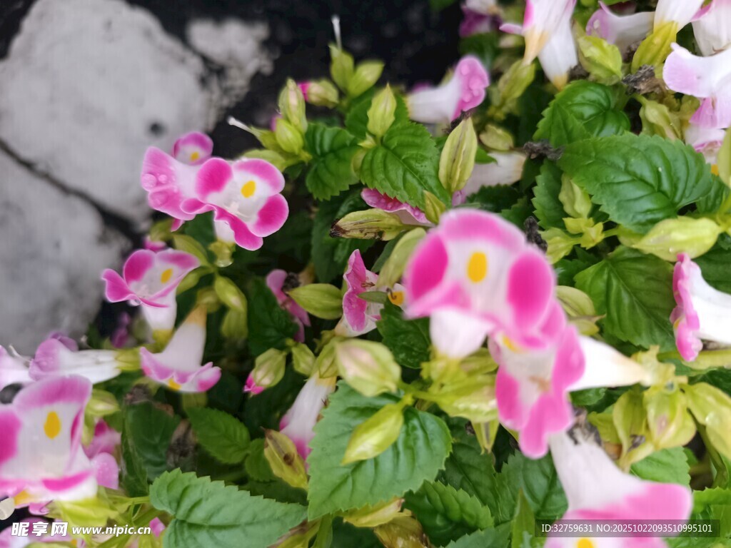 娇艳粉色花卉绽放