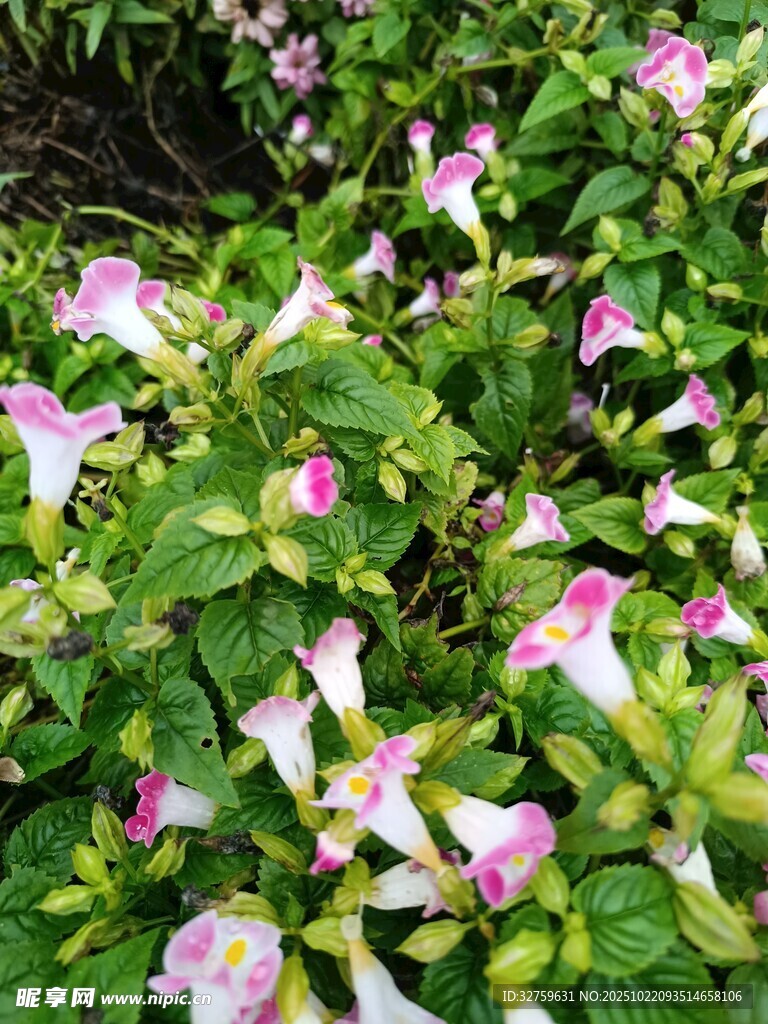 粉色喇叭状花卉绿植景观