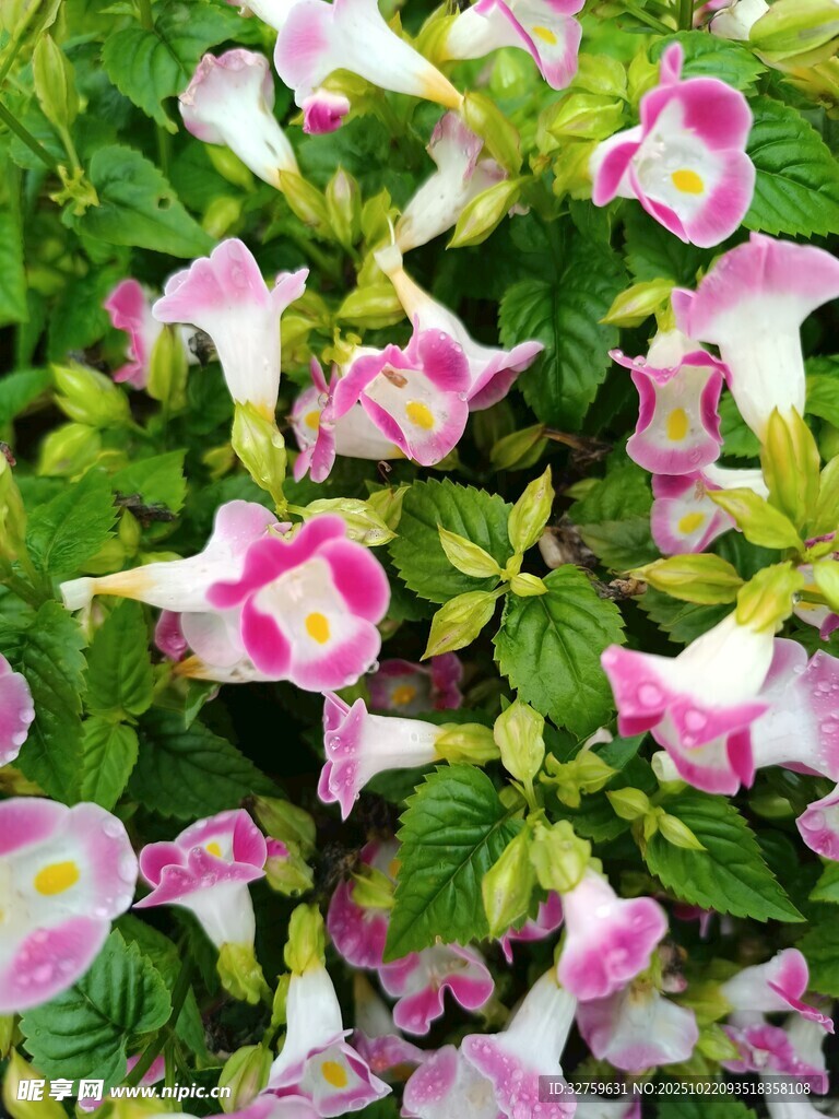 粉白相间花朵绽放绿叶间