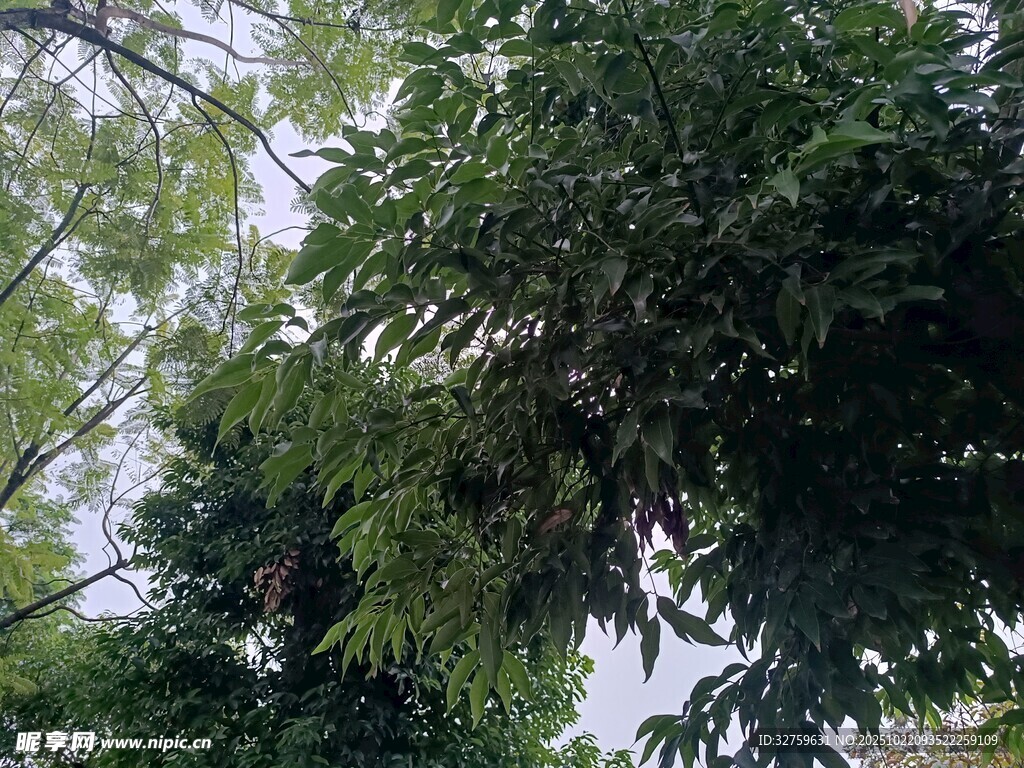 繁茂绿树间的自然景致