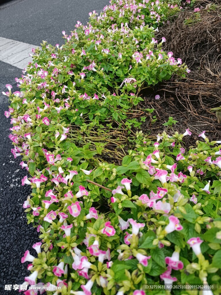 路边绽放的多彩小花