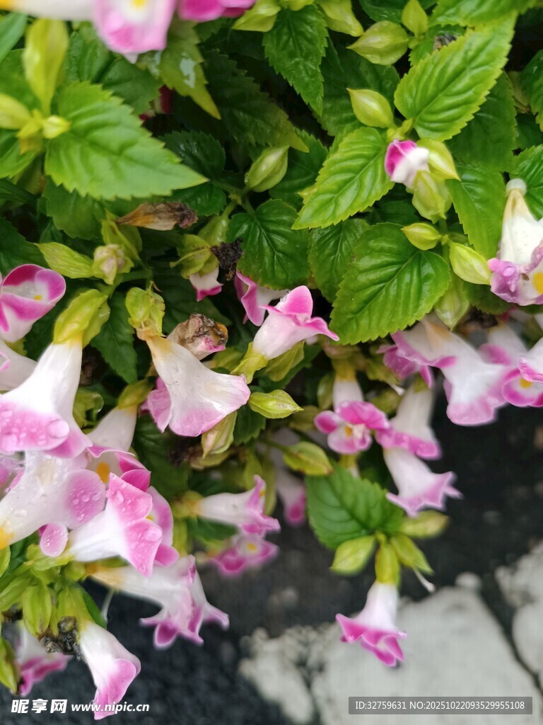粉色喇叭状花卉绿叶相伴