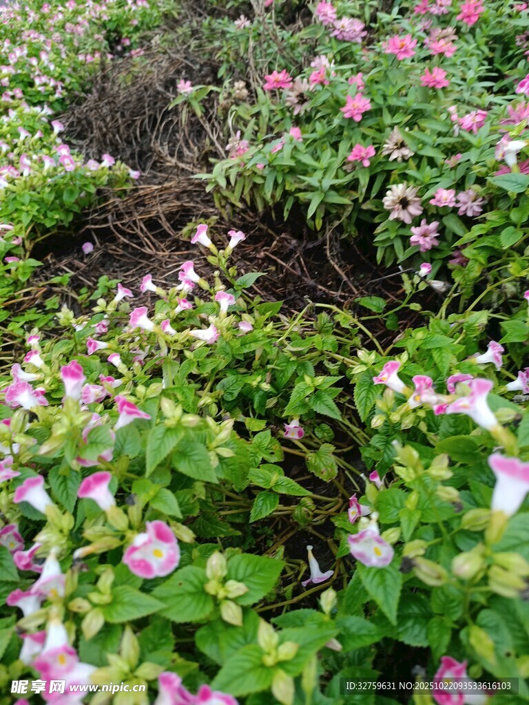 繁花似锦的绿植景观