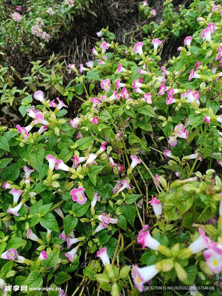 繁茂粉色花朵绿植景观