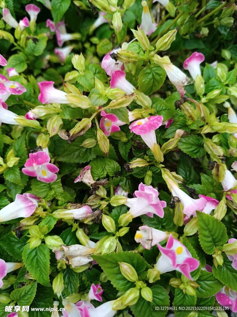 粉色白色相间花卉特写