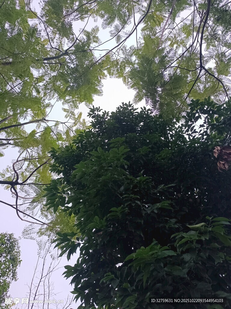 仰视茂密绿树