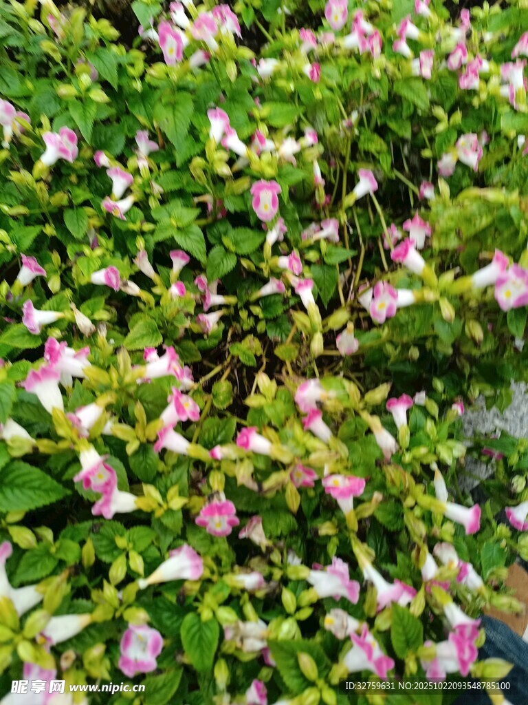 粉色小花簇拥的绿植景观
