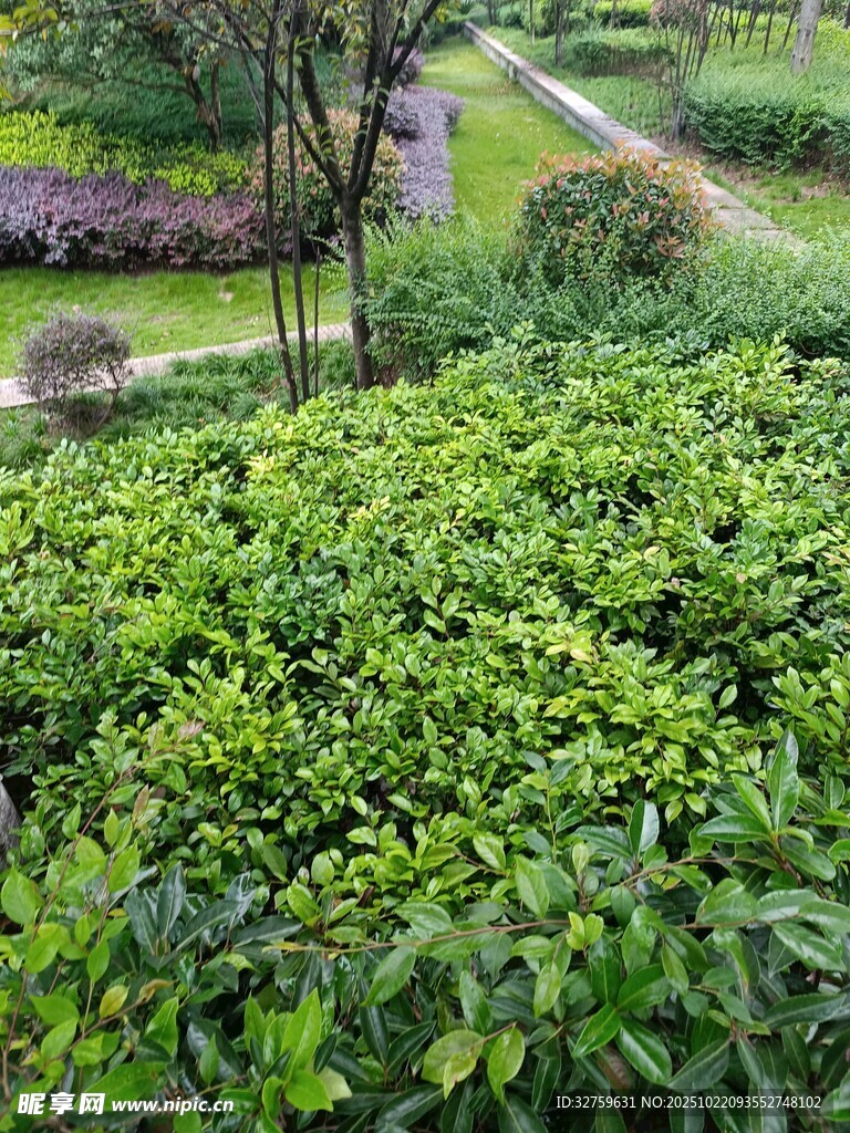 绿意盎然的茶园景观
