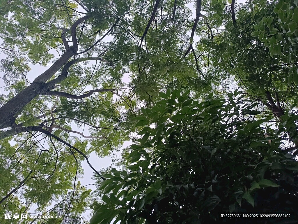 仰视繁茂树冠绿意盎然