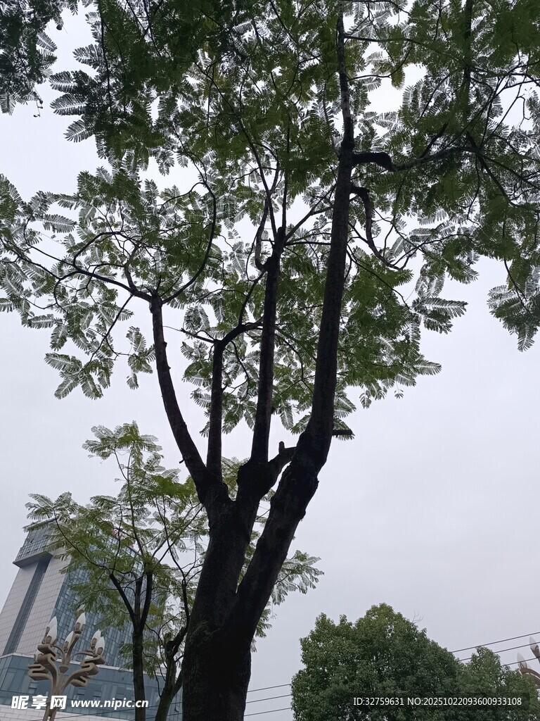 挺拔树木与朦胧天空景象