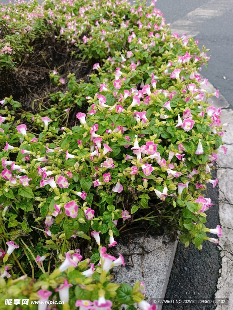 路边绽放的粉色小花