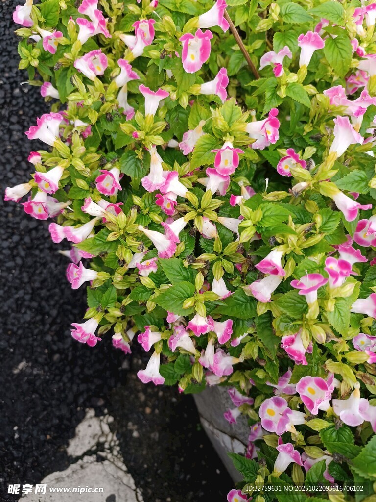 粉色矮牵牛盆栽花卉