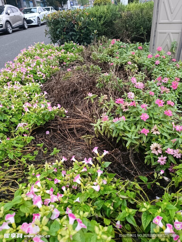 路边多彩花卉绿植景观