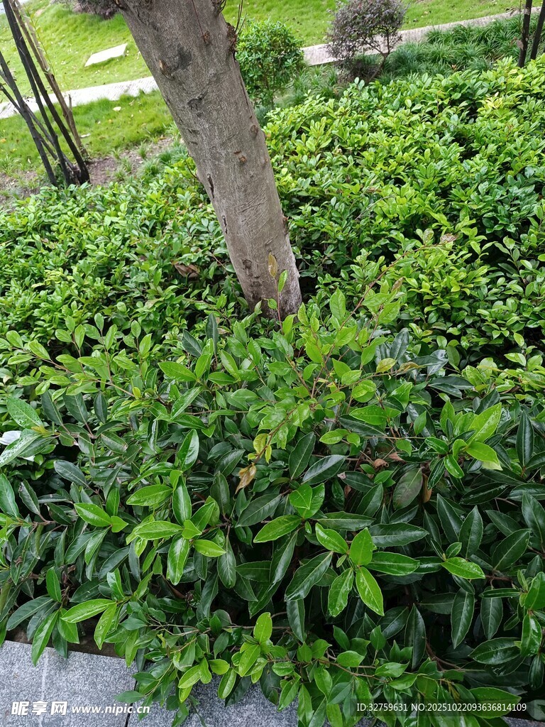 树下繁茂绿植景观