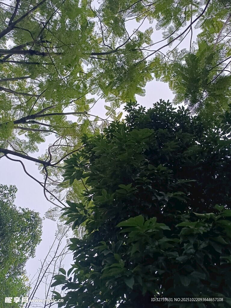 仰视葱郁繁茂的树木枝叶