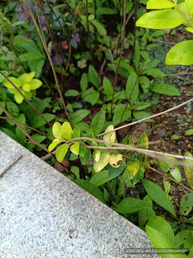 路边绿植特写