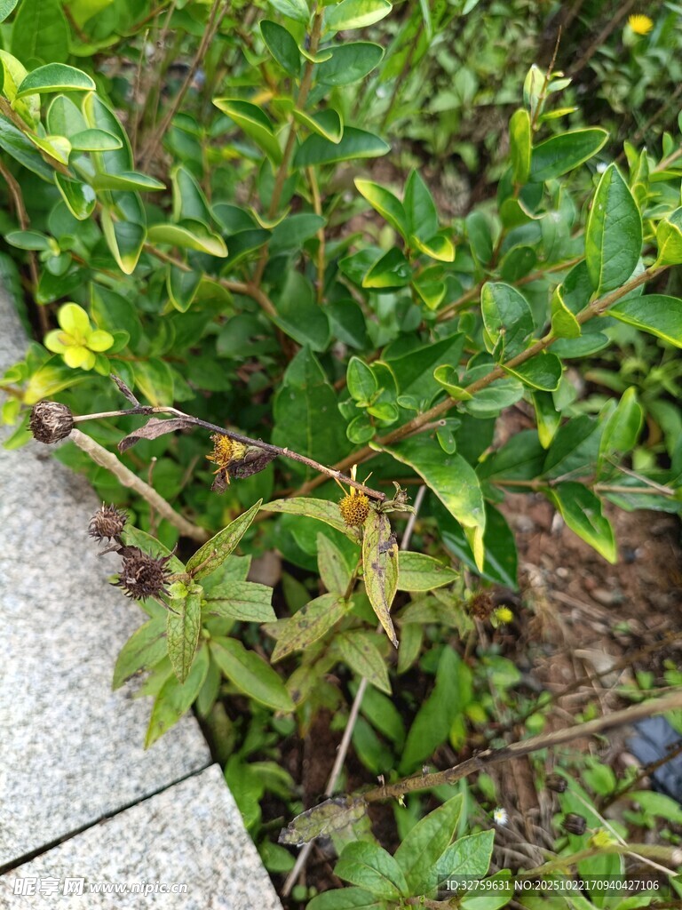 路边绿植绽放黄色小花