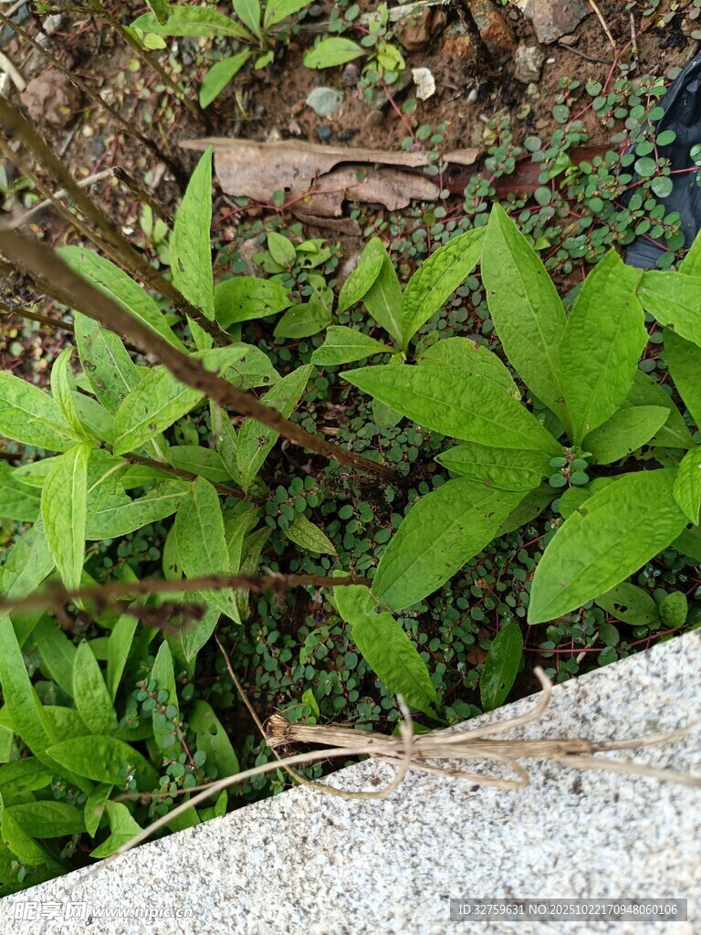 绿叶植物近景特写