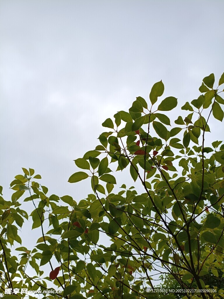 绿叶映蓝天