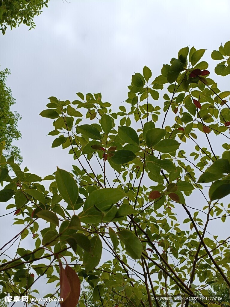 绿叶繁茂的树梢景象