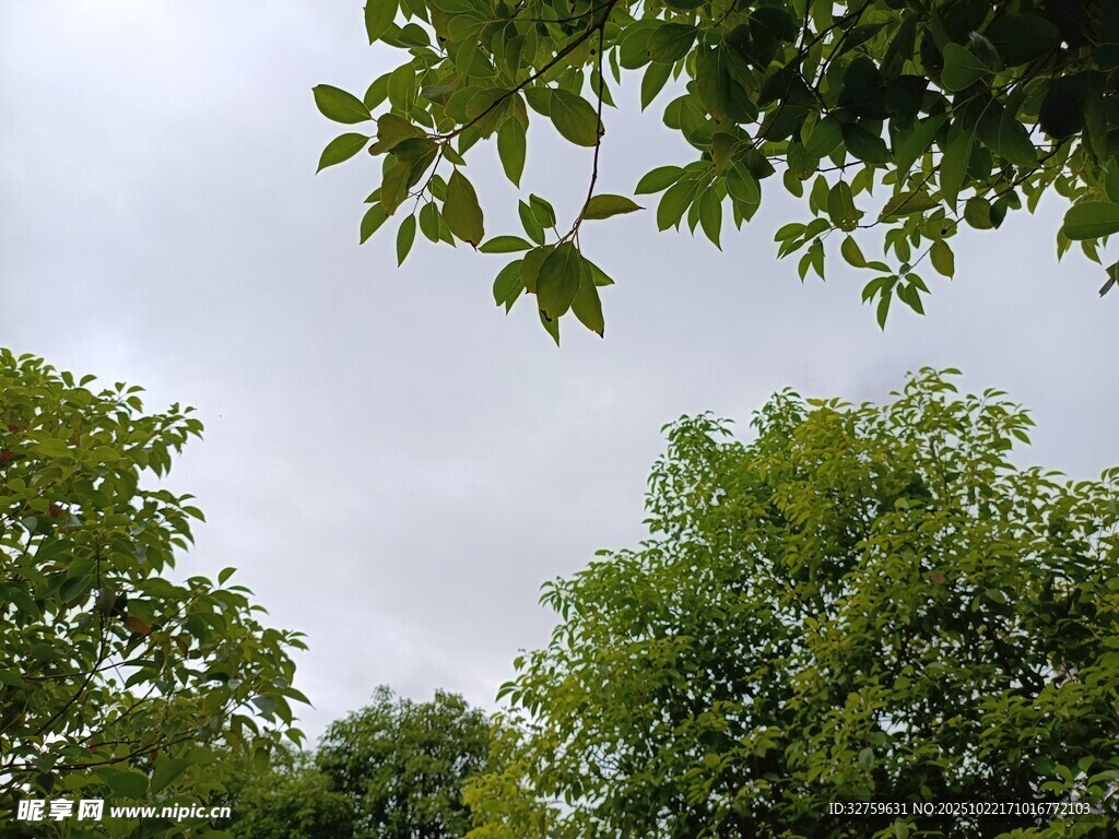 绿树成荫的自然景象