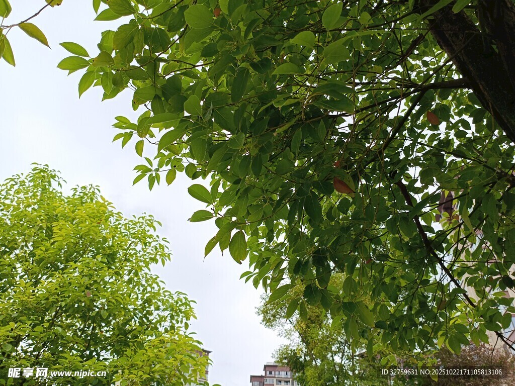 绿叶繁茂的树冠美景